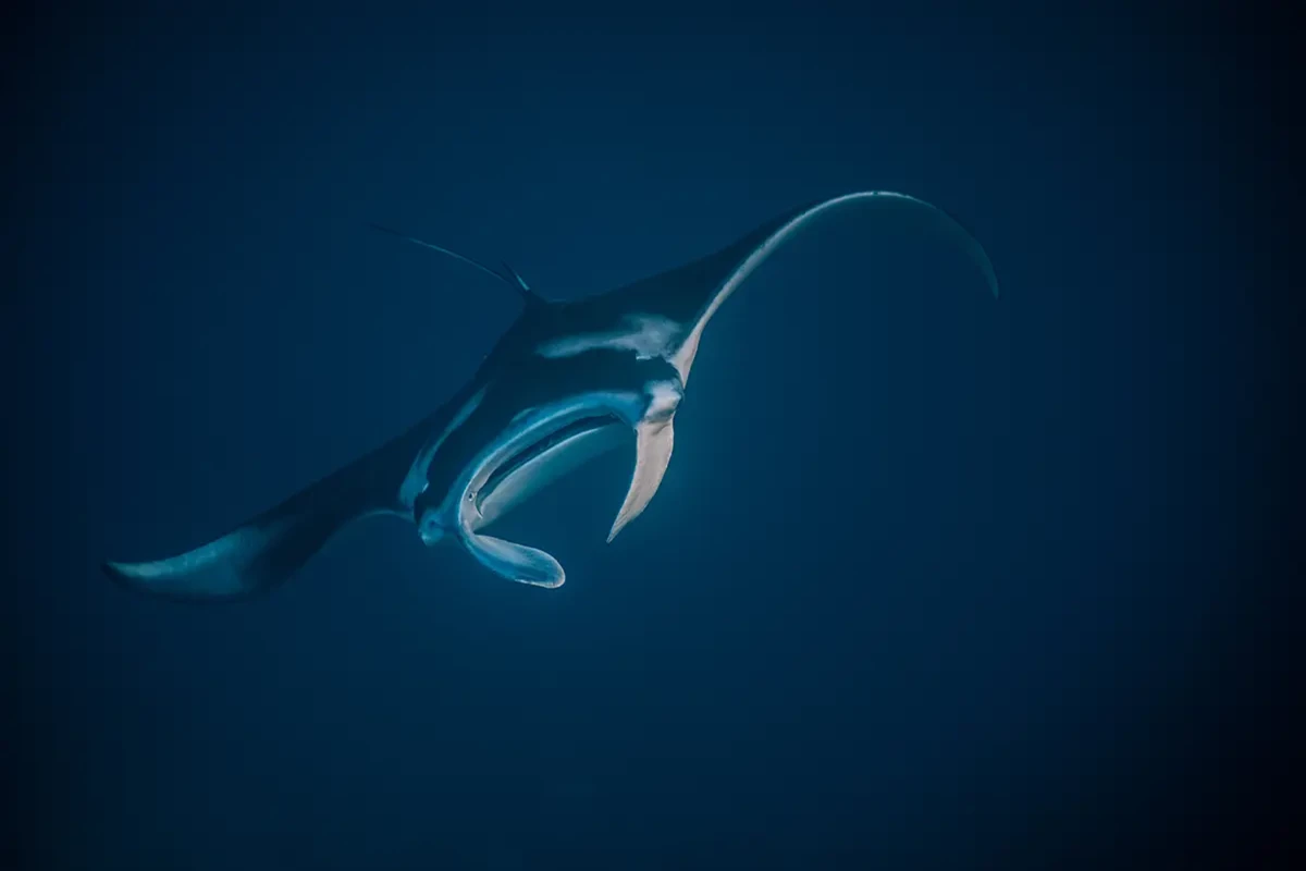 an indonesian stingray