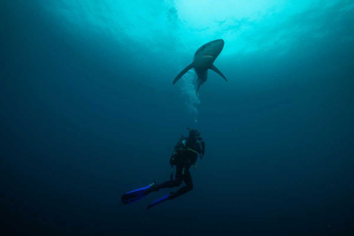 Marine tracking with Henry Cookson