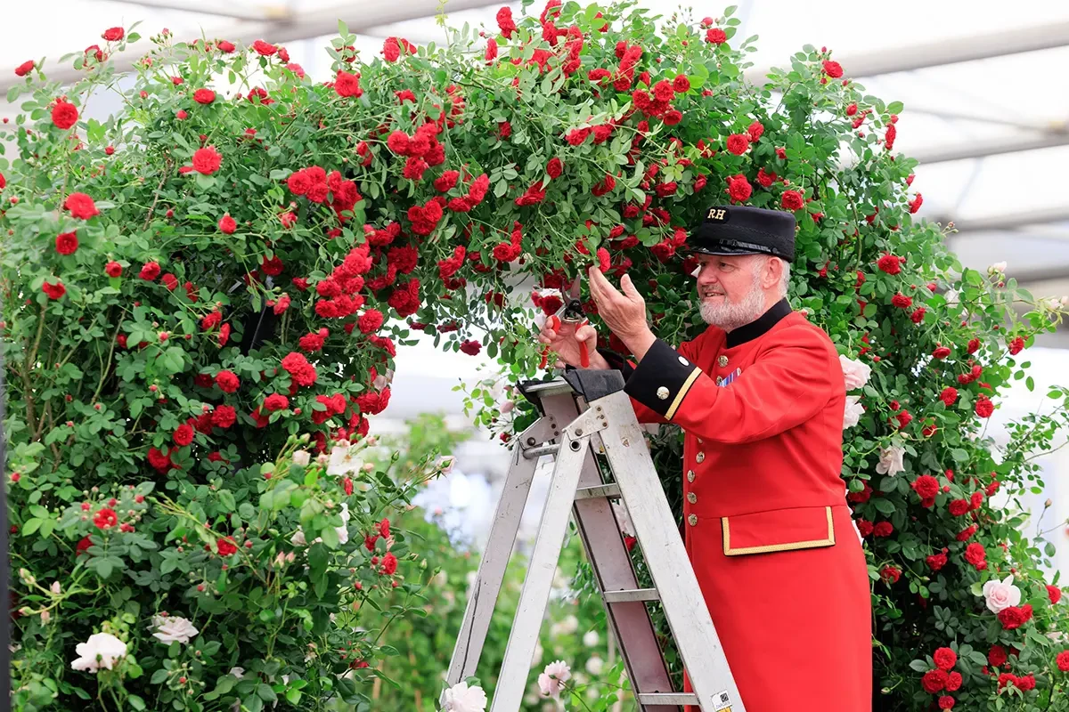 Preperation for the RHS Chelesa flower show 2025