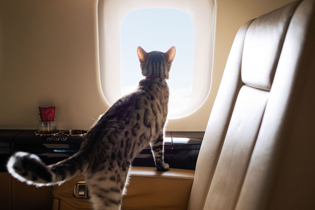 Travel tips for cat owners