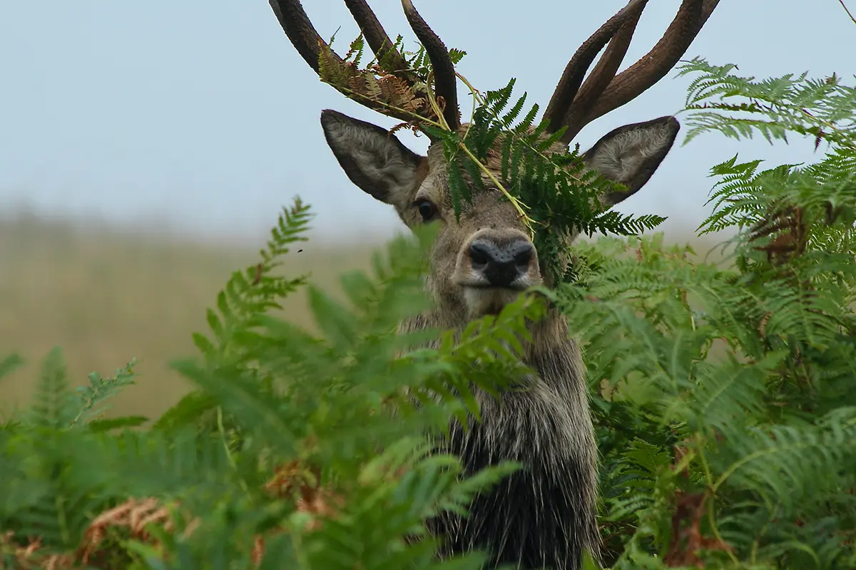 a scottish deer