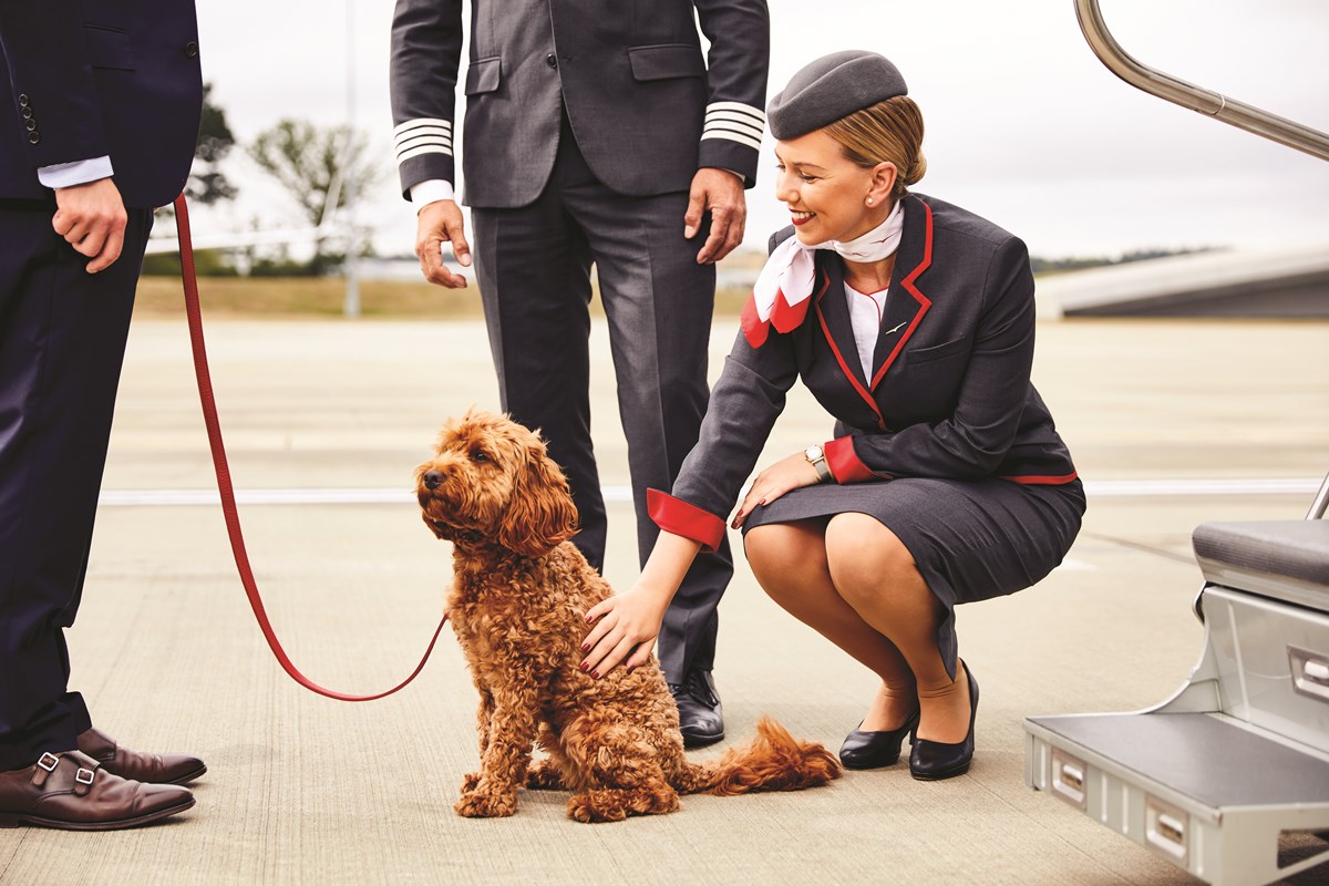 In-Flight Pet Care: The New Standard