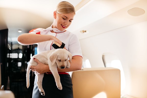 the-best-private-airline-to-fly-with-pets-your-pets-in-the-cabin